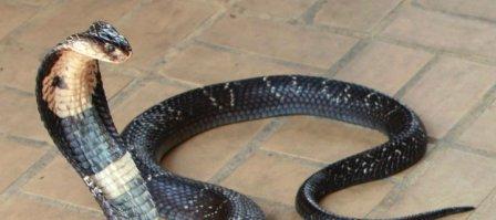 Что делать если укусила змея в Тайланде