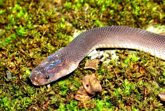 Змеи Лаоса: опасные и самые ядовитые рептилии