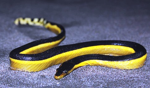 Морская змея двухцветная пеламида