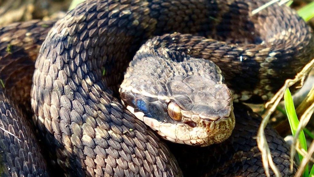 Змеи Южной Кореи: неядовитые и ядовитые рептилии страны