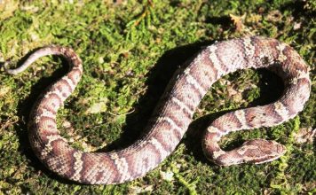 Змеи Японии: неядовитые и ядовитые виды рептилий
