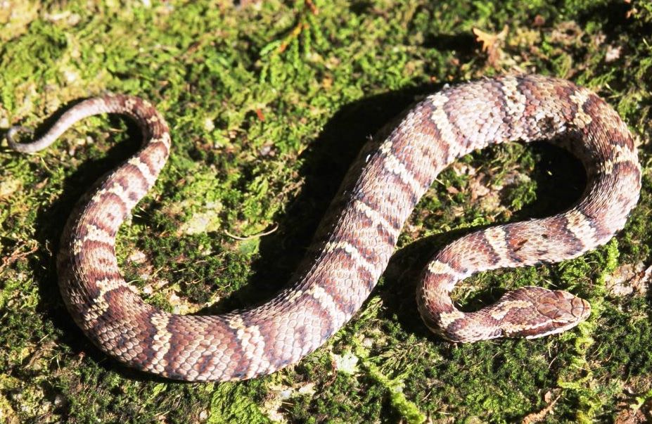 Змеи Японии: неядовитые и ядовитые виды рептилий