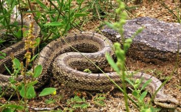Змеи Монголии: неядовитые и ядовитые виды монгольских рептилий