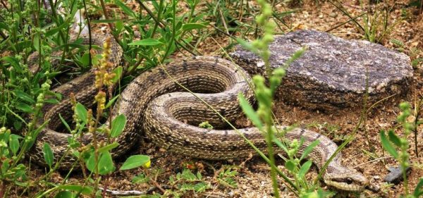 Змеи Монголии: неядовитые и ядовитые виды монгольских рептилий