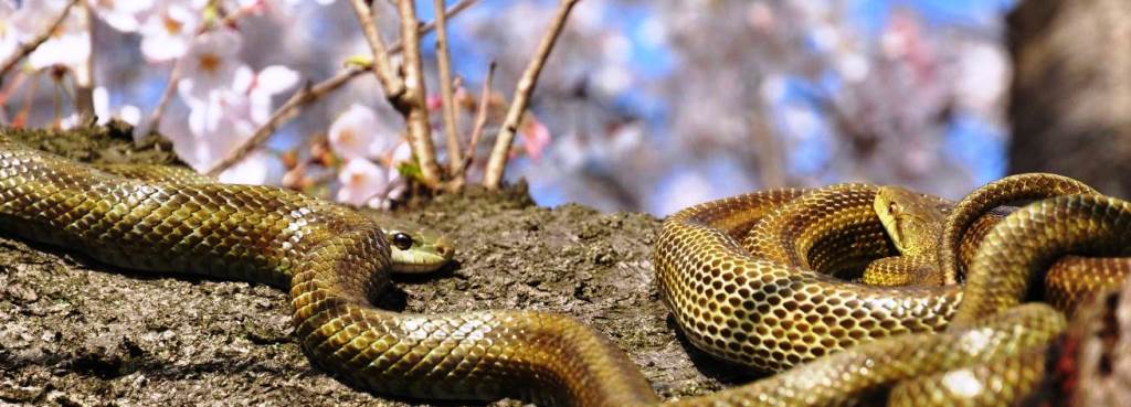 Неядовитые и ядовитые змеи Японии: основные виды рептилий
